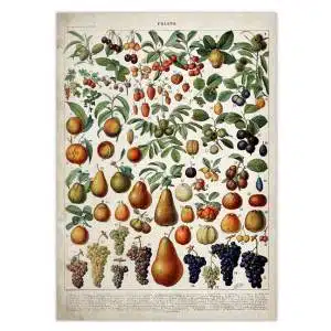 Affiche Présentation végétale vintage, très original