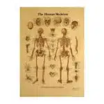 Affiche vintage papier kraft squelette humain, bonne qualité